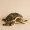 Hansa Sea Tortoise Stuffed Animal